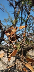 Sapindaceae