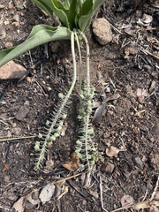 Ledebouria asperifolia