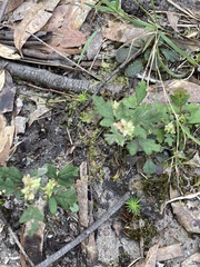 Xanthosia pilosa