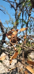 Sapindaceae