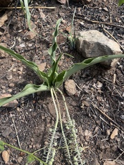 Ledebouria asperifolia