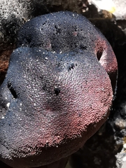 Daldinia concentrica