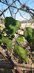 Sapindaceae