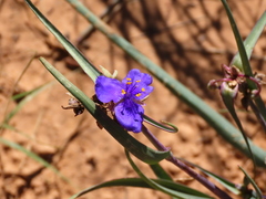 Tradescantia occidentalis