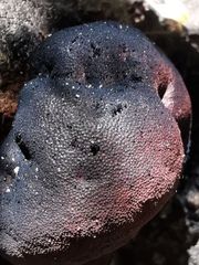 Daldinia concentrica