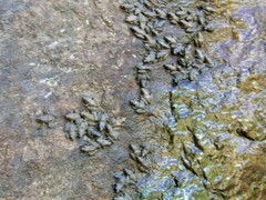 Litoria meiriana