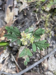 Xanthosia pilosa