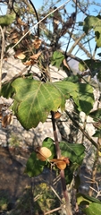 Sapindaceae