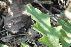 Solanum dimidiatum