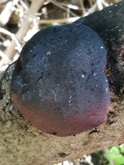 Daldinia concentrica