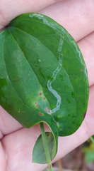 Liriomyza schmidti
