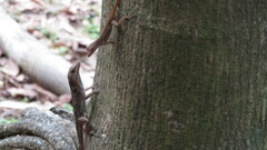 Anolis cristatellus