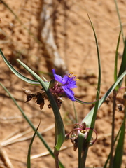 Tradescantia occidentalis
