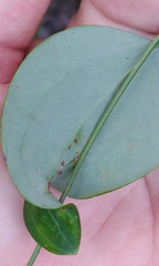 Liriomyza schmidti