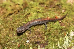 Plethodon sherando