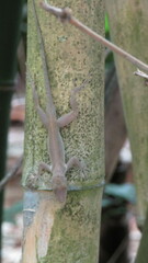 Anolis cristatellus