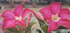 Adenium