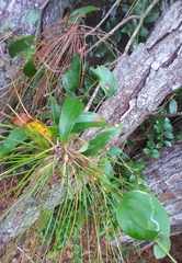 Liriomyza schmidti