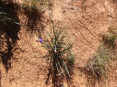 Tradescantia occidentalis