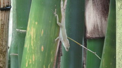 Anolis cristatellus