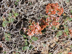 Eriogonum corymbosum
