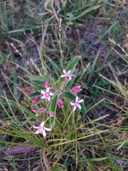 Oxypetalum solanoides