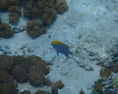 Neoglyphidodon melas