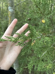 Juniperus ashei