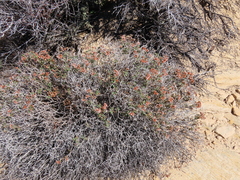 Eriogonum corymbosum