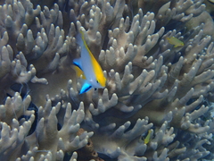 Neoglyphidodon melas