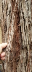 Eucalyptus resinifera
