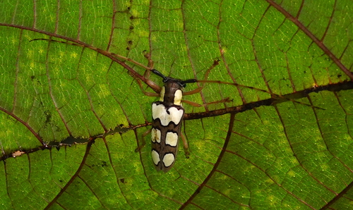 Juninia annulifera