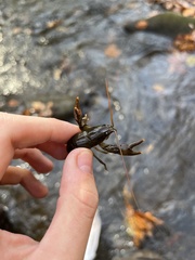 Cambarus