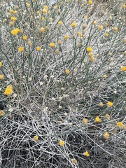 Bebbia juncea aspera