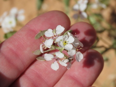 Lepidium montanum