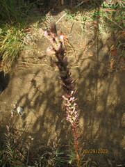 Liatris