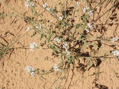 Lepidium montanum