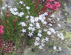 Gypsophila repens