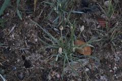 Plantago ovata