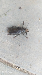 Mallodon dasystomus