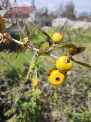 Crataegus mexicana