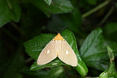 Asota plaginota