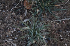 Plantago ovata