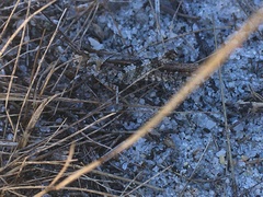 Psinidia fenestralis