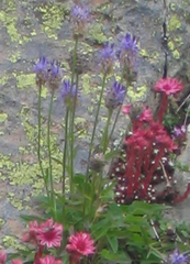 Phyteuma betonicifolium