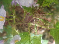 Solanum ditrichum