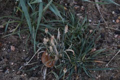 Plantago ovata