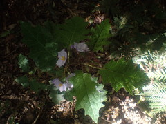 Solanum ditrichum