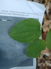 Smilax