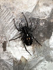 Nyssus coloripes
